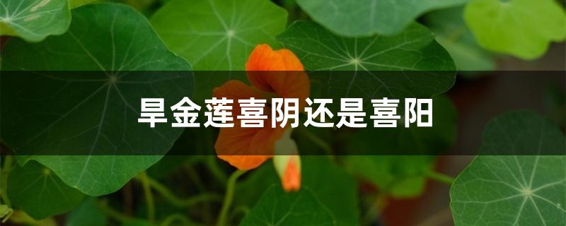 旱金莲喜阴还是喜阳
