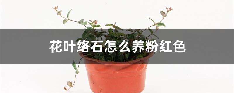 花叶络石怎么养粉红色