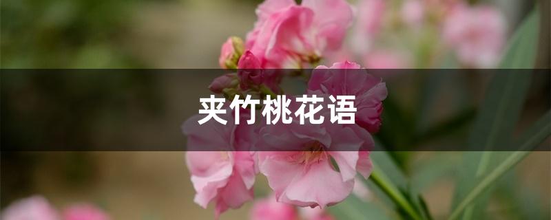 夹竹桃花语