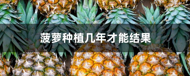 菠萝种植几年才能结果 菠萝种植几年才能结果