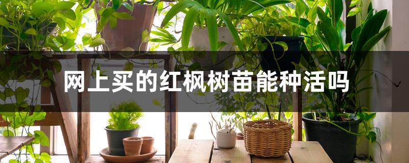 网上买的红枫树苗能种活吗 网上买的红枫树苗能种活吗