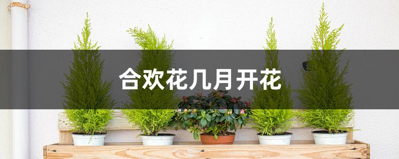 合欢花几月开花