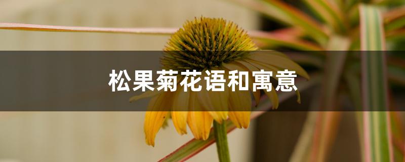 松果菊花语和寓意