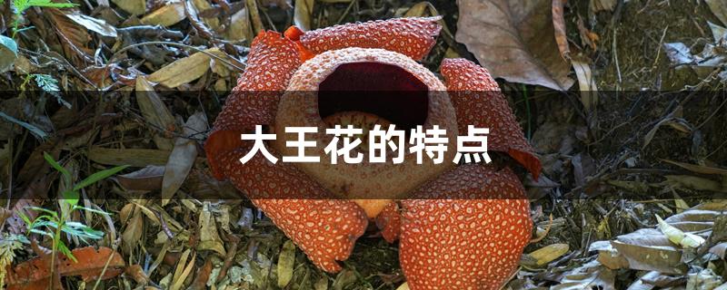 大王花的特点