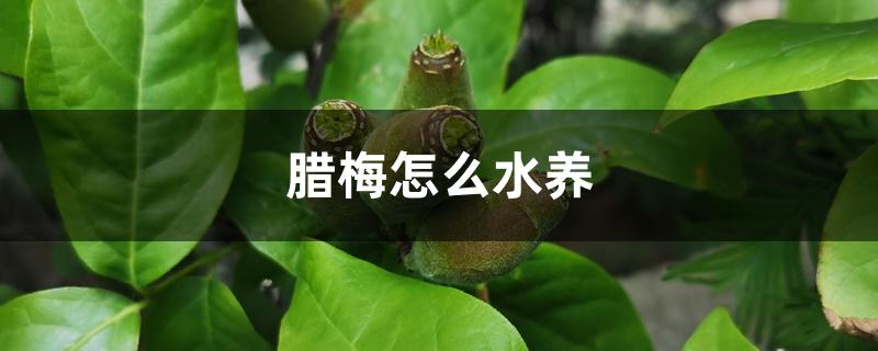 腊梅怎么水养