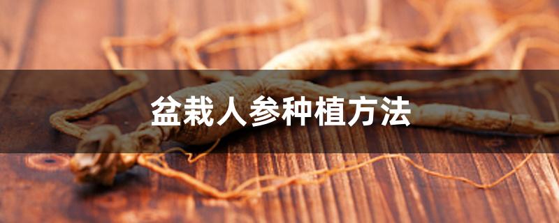 盆栽人参种植方法 盆栽人参种植方法