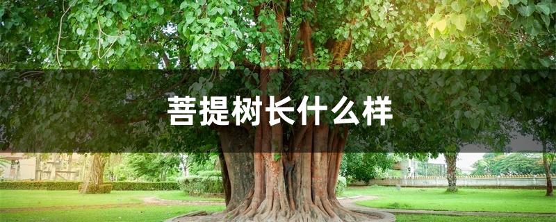 菩提树长什么样 菩提树长什么样