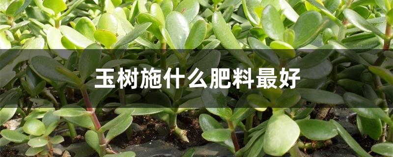 玉树施什么肥料最好