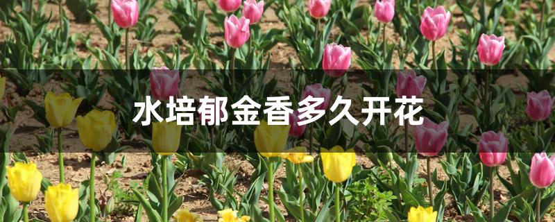 水培郁金香多久开花 水培郁金香多久开花