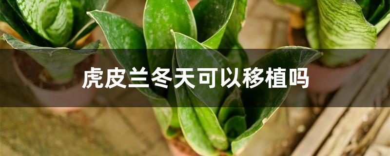 虎皮兰冬天可以移植吗