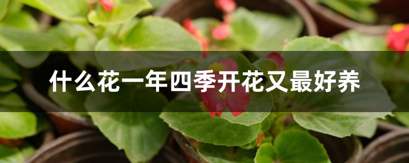 什么花一年四季开花又最好养