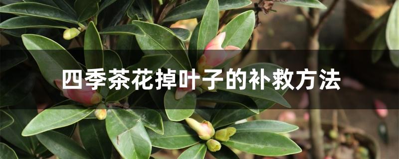 四季茶花掉叶子的补救方法