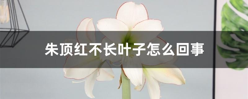 朱顶红不长叶子怎么回事 朱顶红不长叶子怎么回事