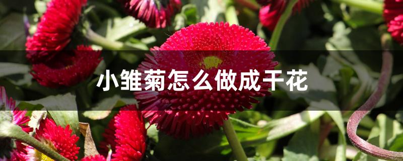 小雏菊怎么做成干花