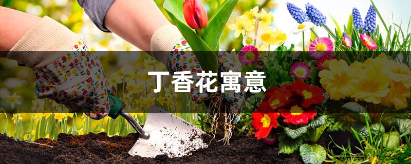 丁香花寓意