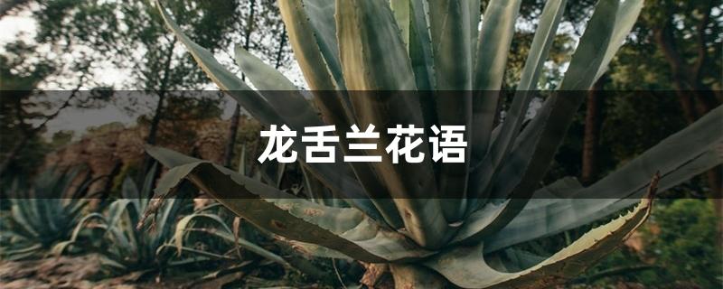 龙舌兰花语