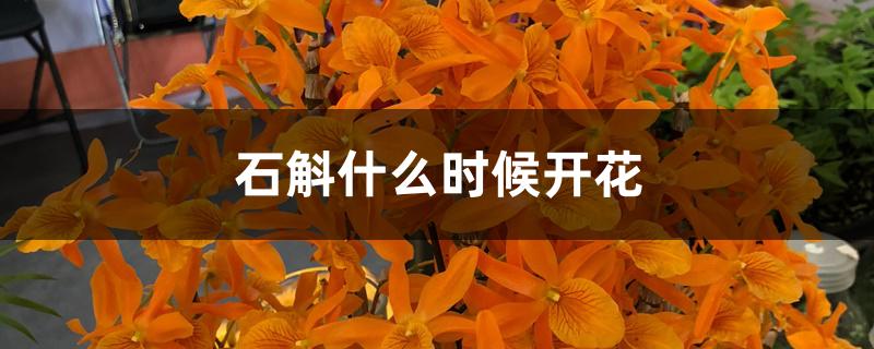 石斛什么时候开花