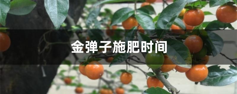 金弹子施肥时间