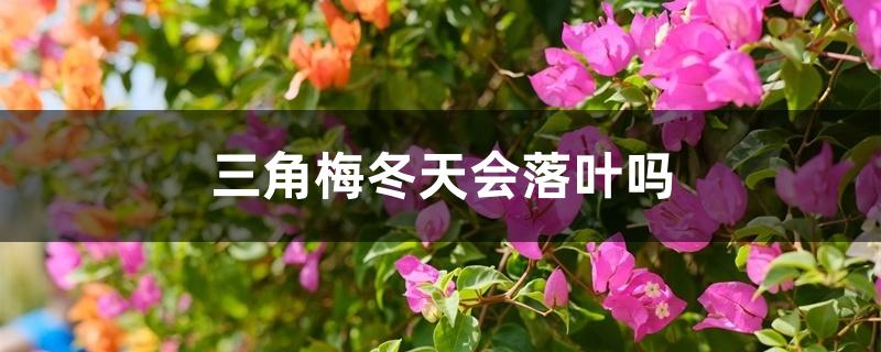 三角梅冬天会落叶吗 三角梅冬天会落叶吗