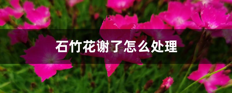 石竹花谢了怎么处理 石竹花谢了怎么处理