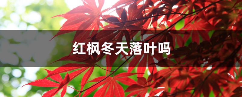红枫冬天落叶吗