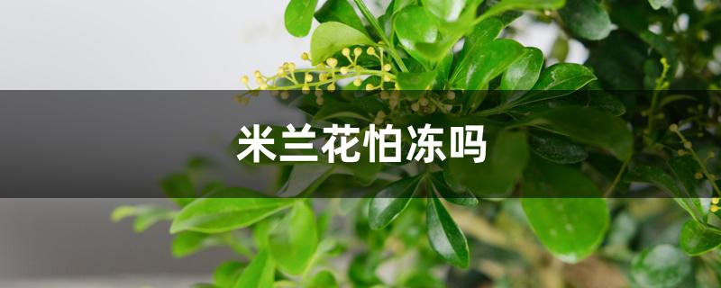 米兰花怕冻吗