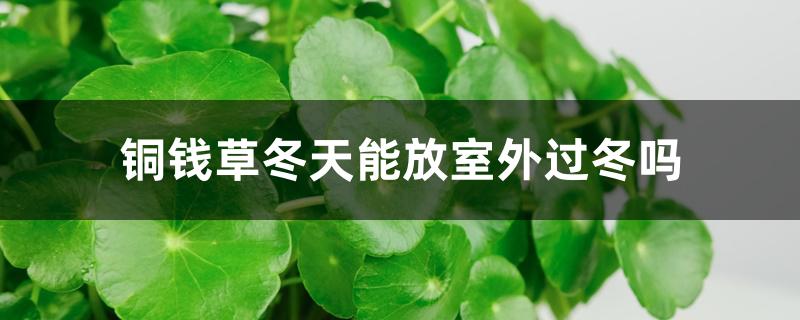 铜钱草冬天能放室外过冬吗 铜钱草冬天能放室外过冬吗