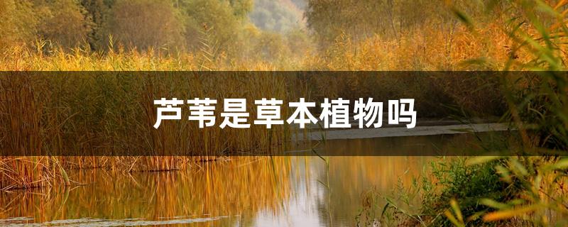 芦苇是草本植物吗