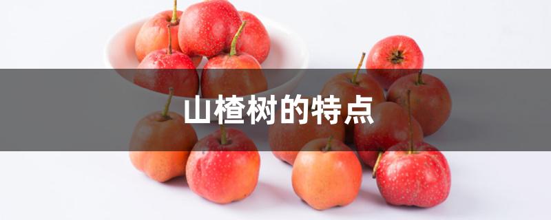 山楂树的特点 山楂树的特点