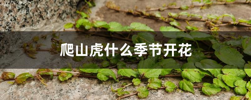 爬山虎什么季节开花