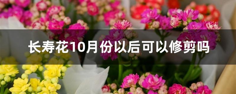 长寿花10月份以后可以修剪吗