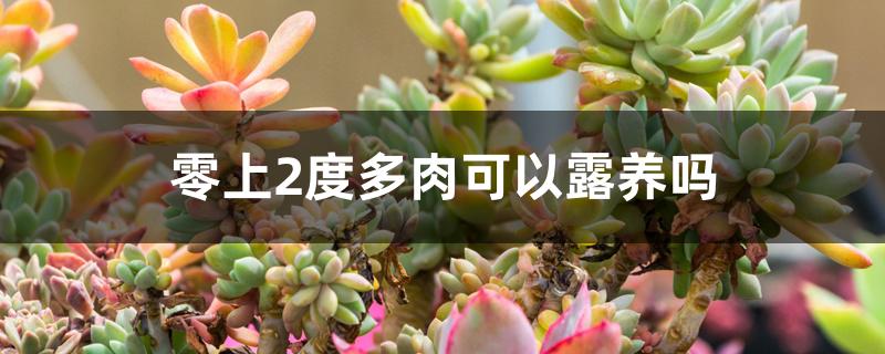 零上2度多肉可以露养吗