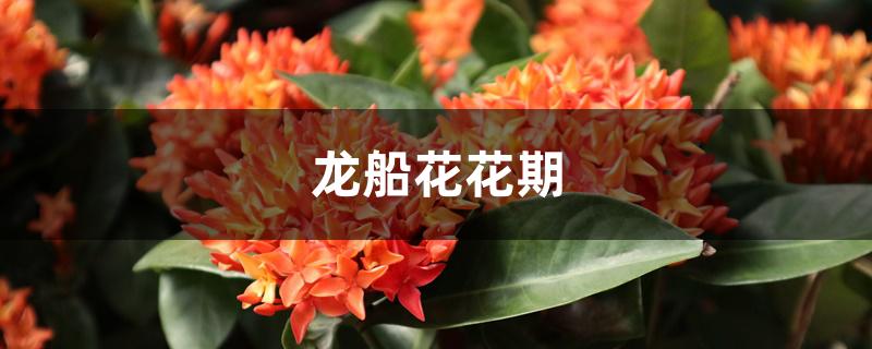 龙船花花期