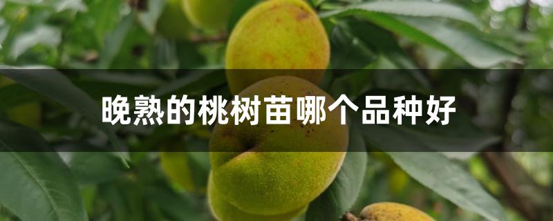 晚熟的桃树苗哪个品种好