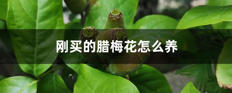 刚买的腊梅花怎么养