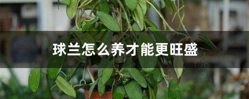 球兰怎么养才能更旺盛