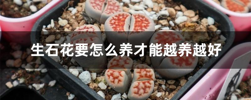 生石花要怎么养才能越养越好