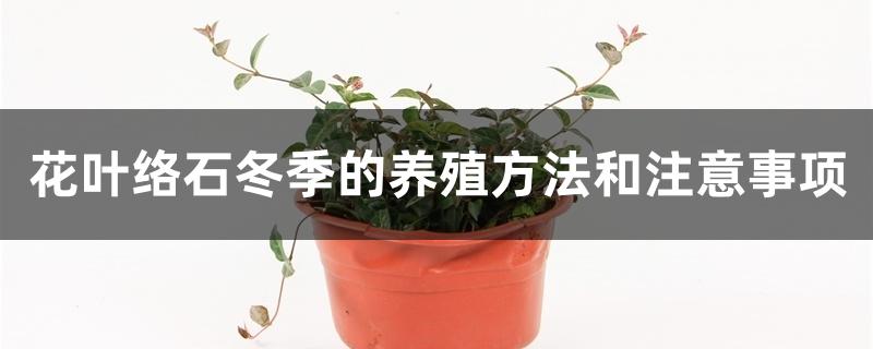 花叶络石冬季的养殖方法和注意事项