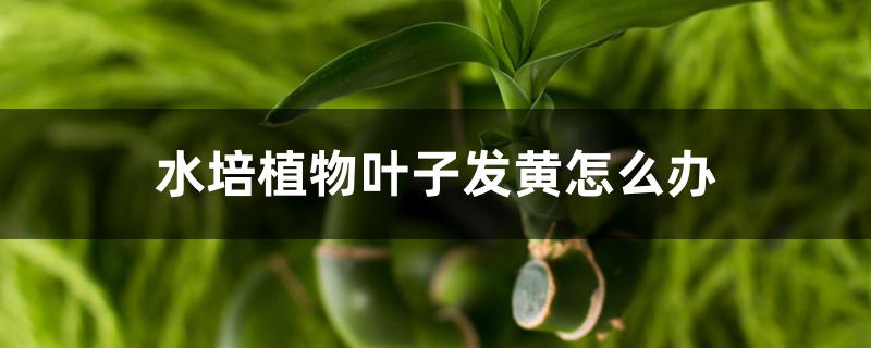 水培植物叶子发黄怎么办