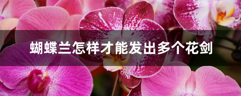 蝴蝶兰怎样才能发出多个花剑 蝴蝶兰怎样才能发出多个花剑