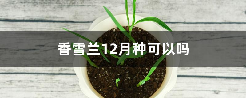 香雪兰12月种可以吗