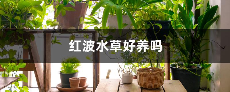 红波水草好养吗