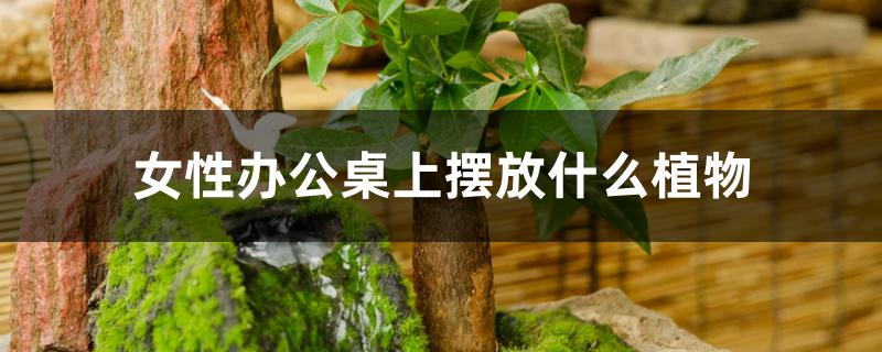 女性办公桌上摆放什么植物