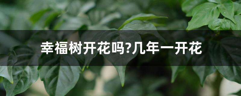 幸福树开花吗?几年一开花