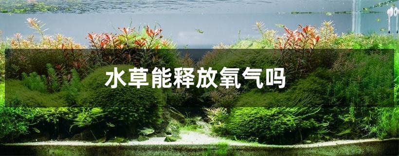 水草能释放氧气吗