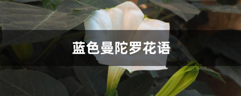 蓝色曼陀罗花语 蓝色曼陀罗花语