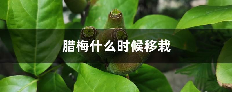 腊梅什么时候移栽