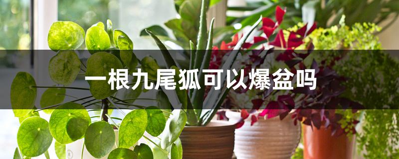 一根九尾狐可以爆盆吗