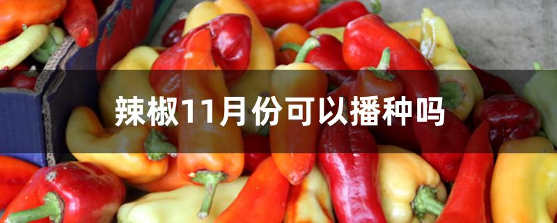 辣椒11月份可以播种吗