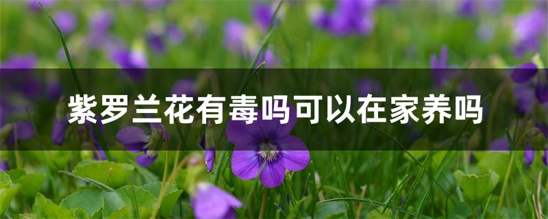 紫罗兰花有毒吗可以在家养吗